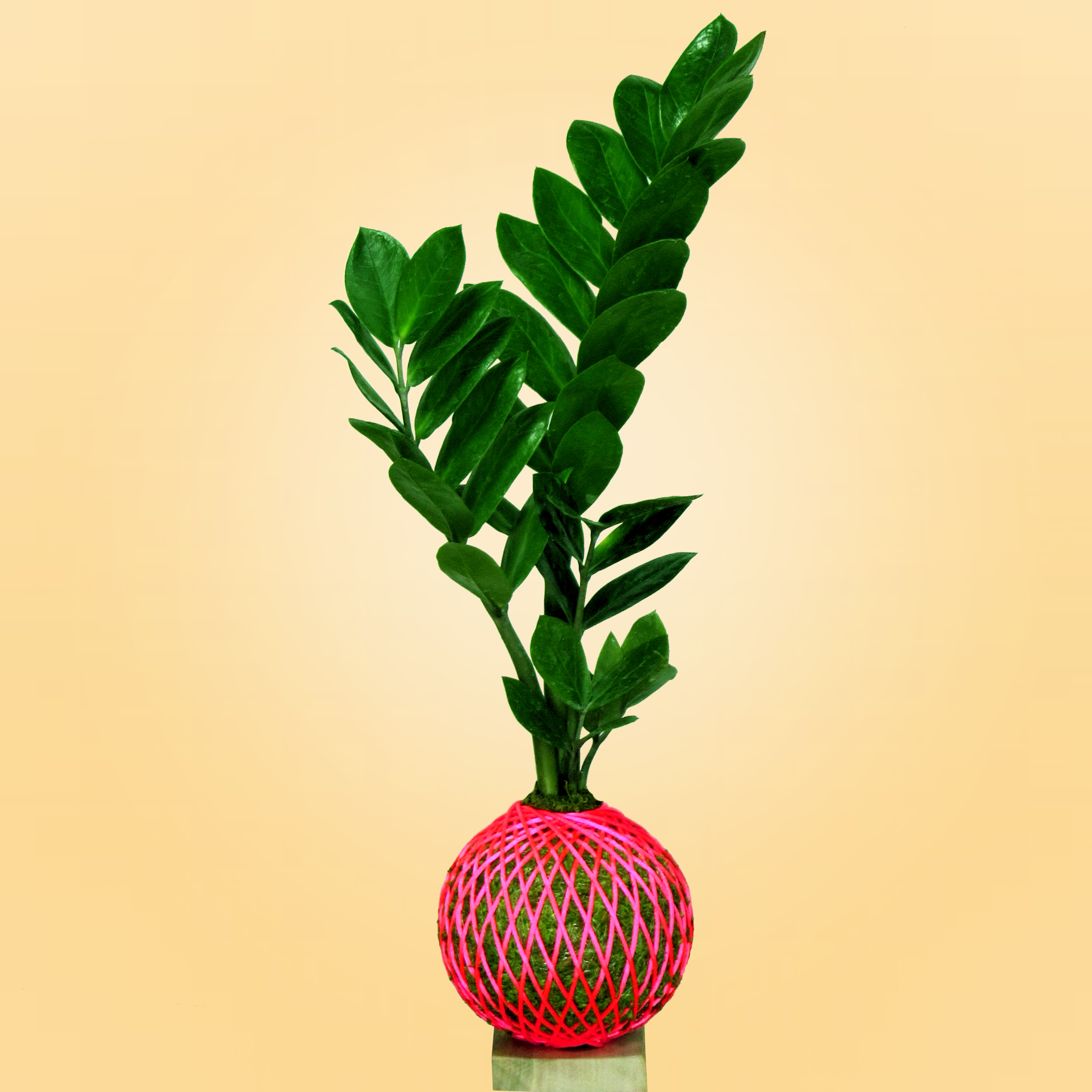 گل خزه چیست؟