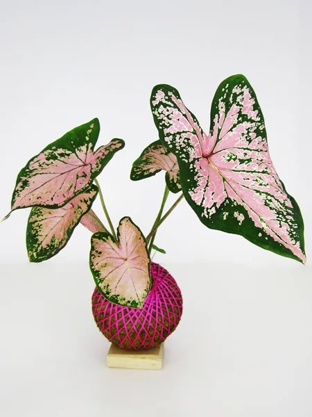 مزایای داشتن گیاهان آپارتمانی در خانه و محل کار