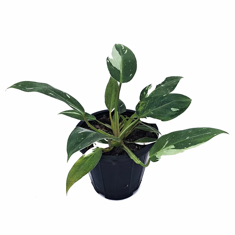 فیلودندرون وایت نایت